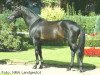 stallion Gino Ginelli (Zweibrücken, 1986, from Graz)