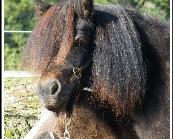 Pferd Rishona van Odoorn (Shetland Pony (unter 87 cm), 2001, von Guus van 't Eind)