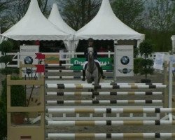 Springpferd Iceman Sr (KWPN (Niederländisches Warmblut), 2006, von Cartano)