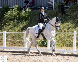 dressage horse Lightning Louis 2 (Zweibrücken, 2009, from Limited Edition)