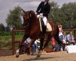 Pferd Fritzchen Meyer (Westfale, 2004, von Fidermark)