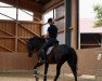 dressage horse Sir Hermann 3 (Trakehner, 2005, from Stubbendorff)