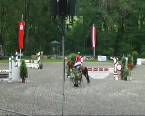 Pferd Day Made (Deutsches Reitpony, 2004, von Day Dream)