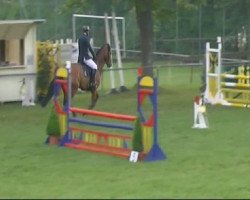 jumper Cindy 946 (Oldenburg show jumper, 2006, from Cellini 8)