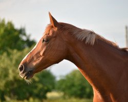 Springpferd Quadriga 47 (Deutsches Reitpferd, 2008, von Queen's Land)