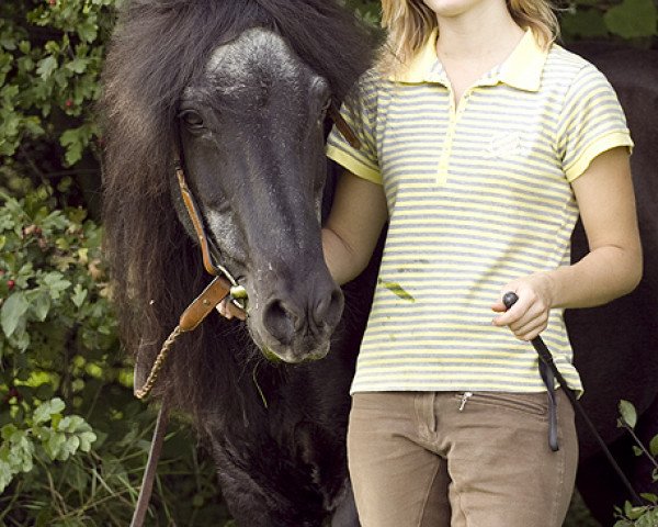 stallion Sleipnir von Asbeck (Iceland Horse, 1984, from Randver von Asbeck)