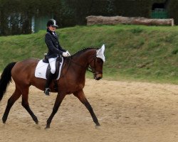 dressage horse Karajan (Trakehner, 1995, from Sixtus)