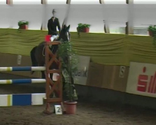 horse Wonderboy 25 (KWPN (Royal Dutch Sporthorse), 2003, from Burggraaf)