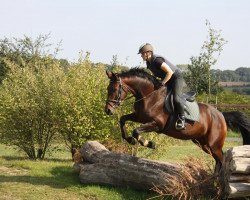 dressage horse Dejanirah (Westphalian, 2000, from Danny de Vito 2)