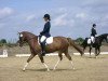 dressage horse Balu 348 (German Riding Pony, 1998, from Big Boy I)