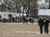 dressage horse Rimini 70 (German Riding Pony, 2006, from Oosteinds Ricky)