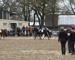 dressage horse Rimini 70 (German Riding Pony, 2006, from Oosteinds Ricky)