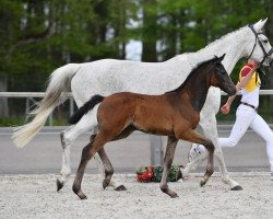 Springpferd Lightness of Life (Deutsches Sportpferd, 2021, von Light On OLD)