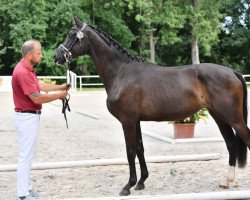 dressage horse Source of Energy (German Sport Horse, 2018, from Secret)