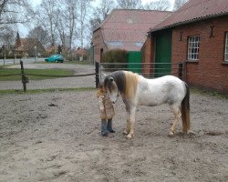 dressage horse Lito (Welsh, 2006)