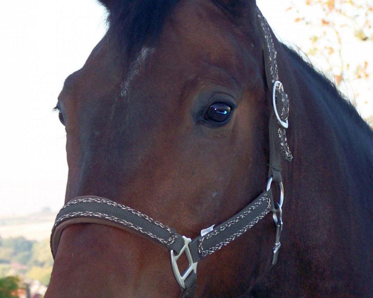 horse Robin (Oldenburg, 2000, from Rohdiamant)