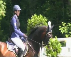 Springpferd Charlsten 3 (Hessisches Warmblut, 2001, von Cashman)