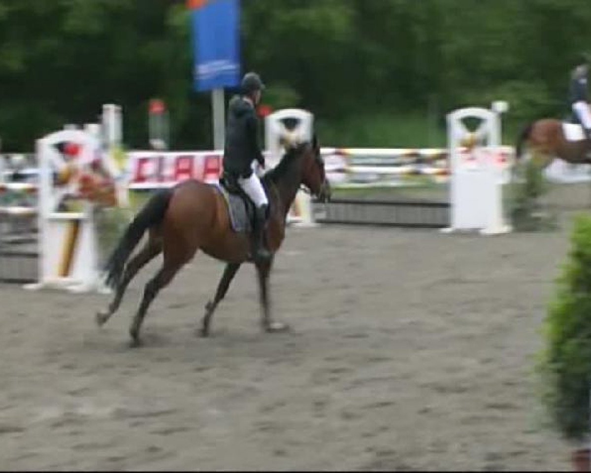 jumper Crusing 4 (German Warmblood, 2004, from Con Capitol)