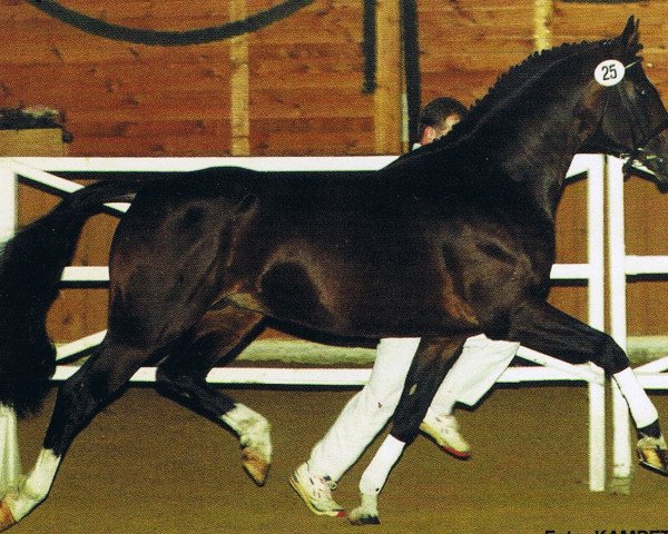 stallion Solferno (Trakehner, 1987, from Kondor II)