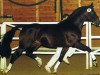 stallion Solferno (Trakehner, 1987, from Kondor II)