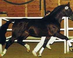 Deckhengst Solferno (Trakehner, 1987, von Kondor II)