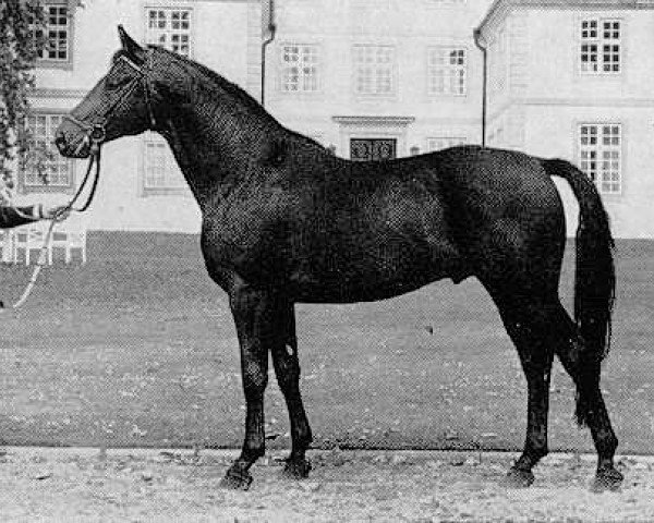stallion Gunnar (Trakehner, 1960, from Komet)
