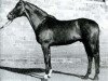stallion Persaldo (Trakehner, 1965, from Hessenstein)