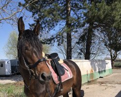 dressage horse Fashion Fluse (Westphalian, 2017, from Flashdance)