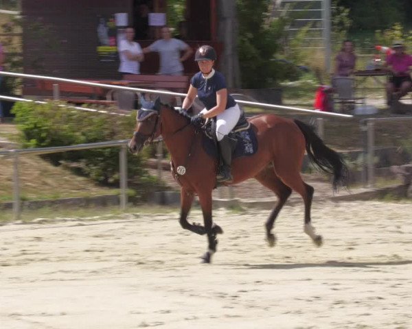 Reitturnier Oberderdingen 2022