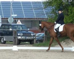 dressage horse Leonell 3 (Hanoverian, 2001, from Londonderry)