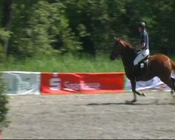 broodmare Zizou 2 (Oldenburg show jumper, 2003, from Zapateado 128 FIN)