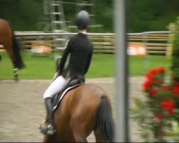 dressage horse Annabell 388 (unknown, 1999)