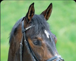 broodmare Hortensie (Württemberger, 2008, from Hochfein)