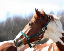 dressage horse Samsation Deluxe (Pinto / Hunter, 2005, from Samico F)