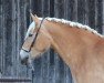 broodmare Scarlett MEZ (Haflinger, 2017, from Mahady)