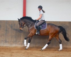 Springpferd C.Zermie R (KWPN (Niederländisches Warmblut), 2007, von Wender R)