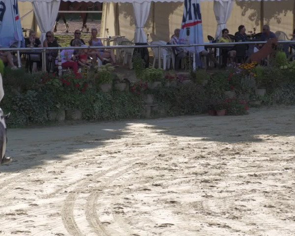 Reitturnier Oberderdingen 2022