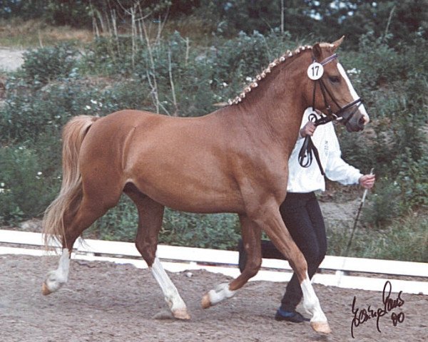 stallion Geronimo (German Riding Pony, 1997, from Gladstone)
