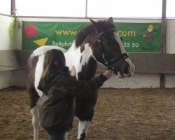 dressage horse Kamerun's Tamino (Pinto / Pony, 2001, from Tashunka-Menufar)