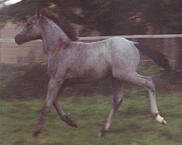 Pferd Kamerun's Giulia (Deutsches Reitpony, 2002, von Gladstone)