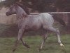 horse Kamerun's Giulia (German Riding Pony, 2002, from Gladstone)