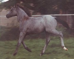 horse Kamerun's Giulia (German Riding Pony, 2002, from Gladstone)