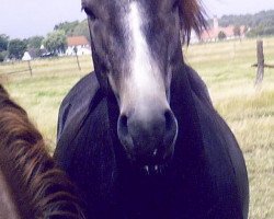 stallion Kamerun's Gimli (German Riding Pony, 2006, from Gladstone)