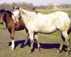 Pferd Biene (Deutsches Reitpony, 1998, von Bossanova)