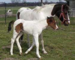 broodmare Sazarena (Lewitzer, 1997, from Sazar)