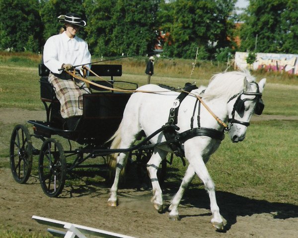 horse Kamerun's Gizmo (German Riding Pony, 1994, from Gladstone)