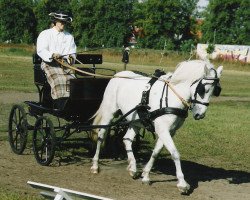 Pferd Kamerun's Gizmo (Deutsches Reitpony, 1994, von Gladstone)