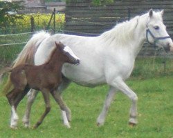 Zuchtstute Galina (Deutsches Reitpony, 1991, von Galim)