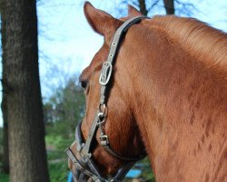 Zuchtstute Belinda 180 (Deutsches Reitpony, 1991, von Croupier)