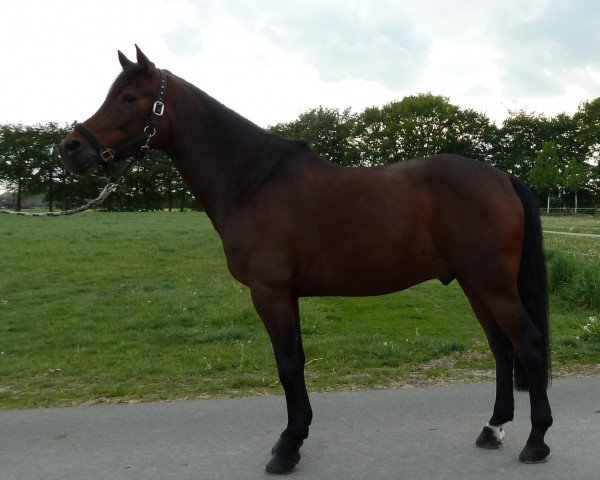 Dressurpferd Pico's Bodypainter (Deutsches Reitpony, 2003, von Piccolo)